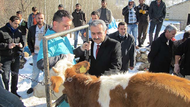 54 aileye 216 baş gebe düve