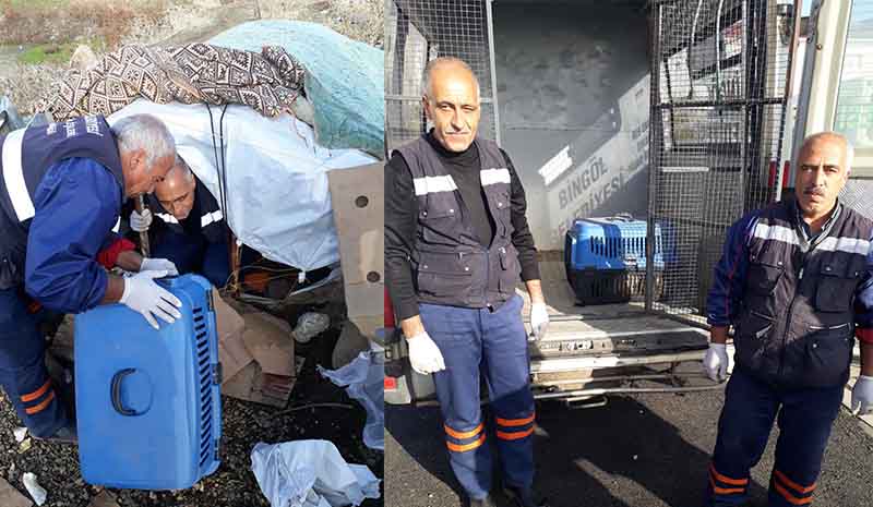 Belediye yavru köpeklere kucak açtı