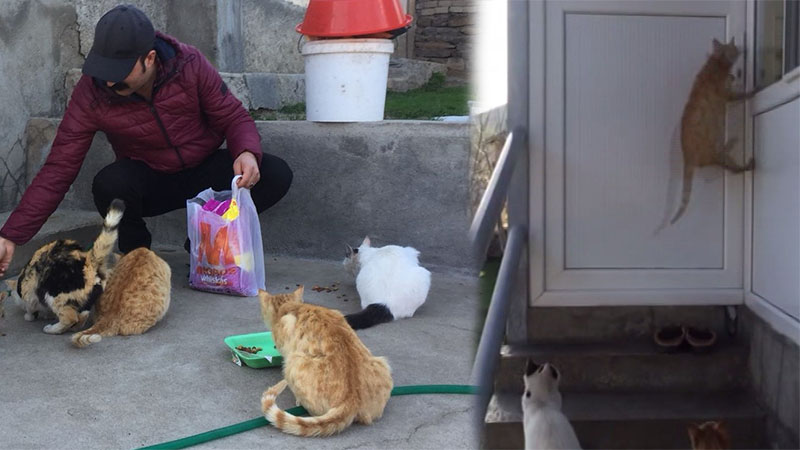 Kapı açan sevimli kedi