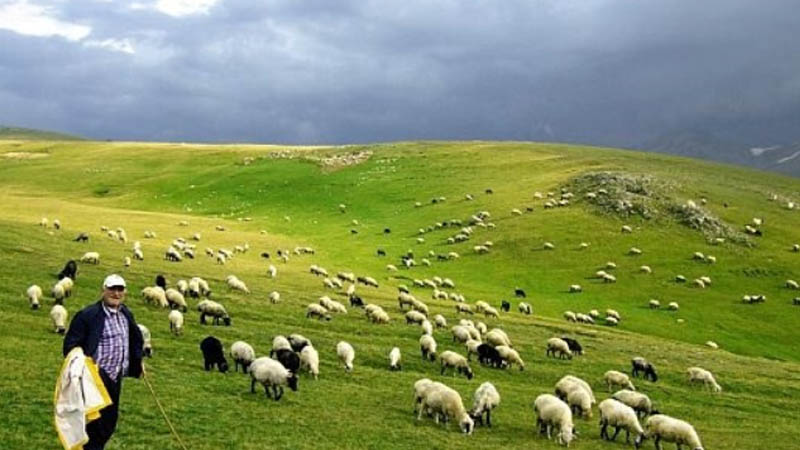 Sürü Yönetimi Elemanı Kursu Açılıyor