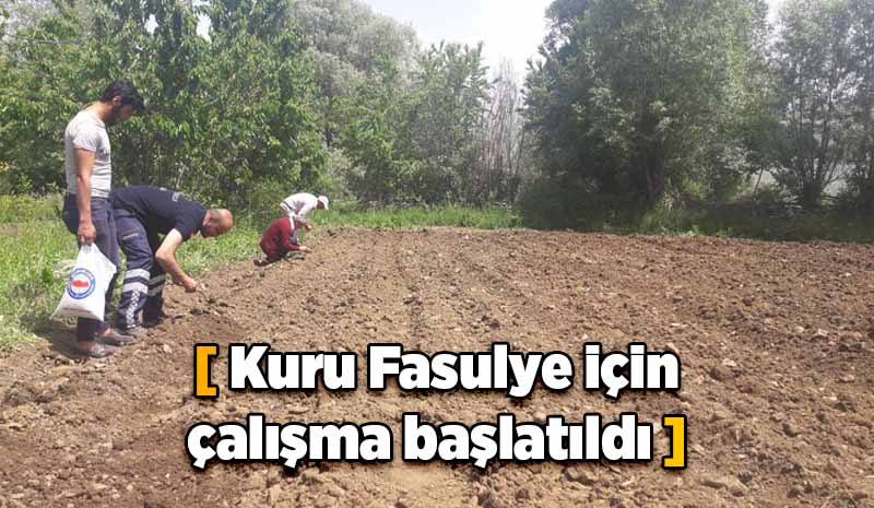 Kuru Fasulye için çalışma başlatıldı