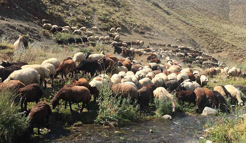 Bayramı sürüsünü otlatarak geçirdi