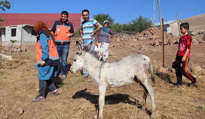 Yaralı sıpa tedavi altına alındı