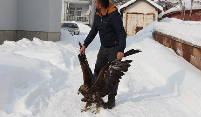 Yaralı Kartal tedavi edildi