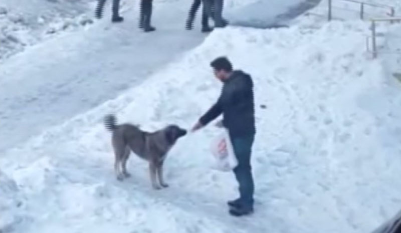 Sokak köpeğini elleriyle besledi