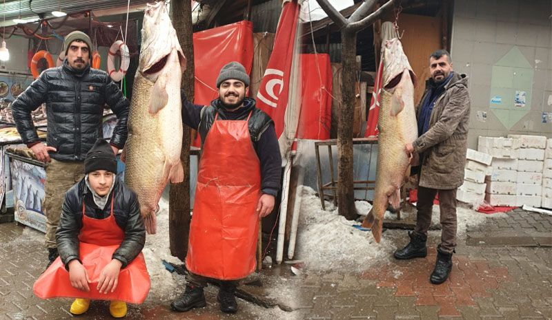 Tunceli`de tutuldu, 135 kilo...