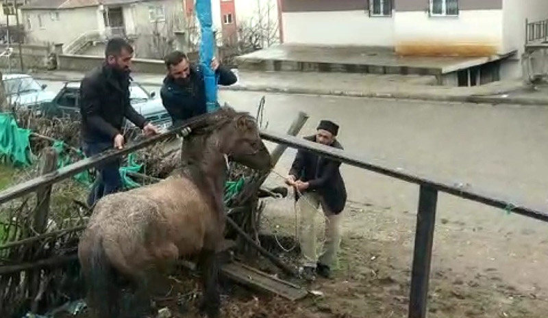 Vatandaşlar Mahsur Kalan Atı Kurtardı