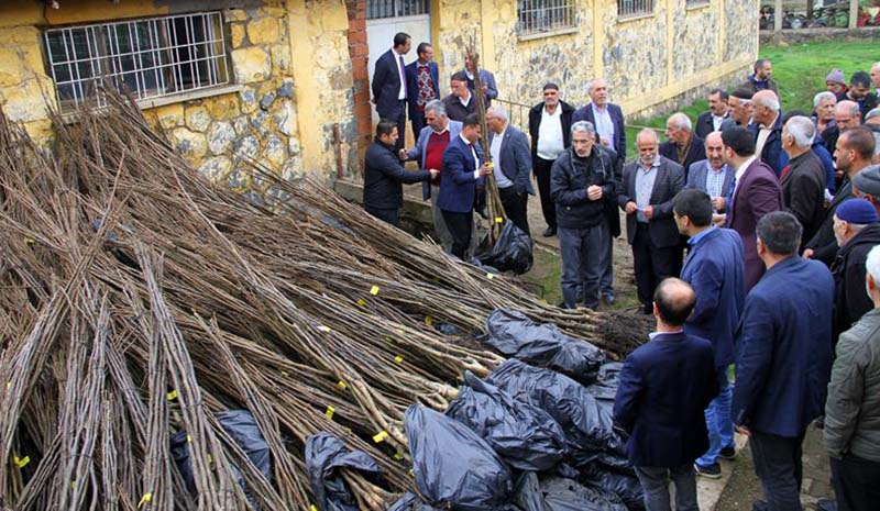 18 bin ceviz fidanı dağıtıldı