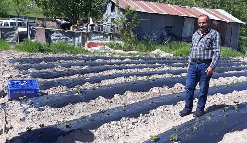 Malçlama tekniğiyle çilek yetiştiriyor