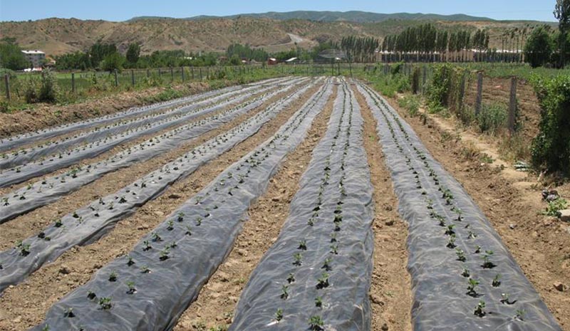 Hibeli çilek fidesi dağıtıldı