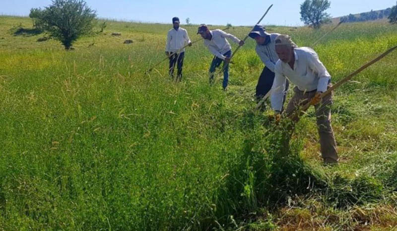 Çayır, mera, yem bitkileri kursu açılacak