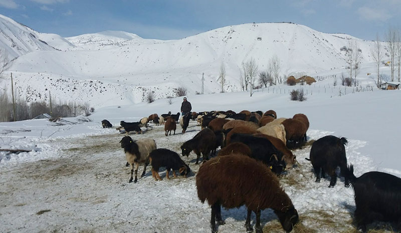 Çetin kış şartları besicileri zorlamaya başladı