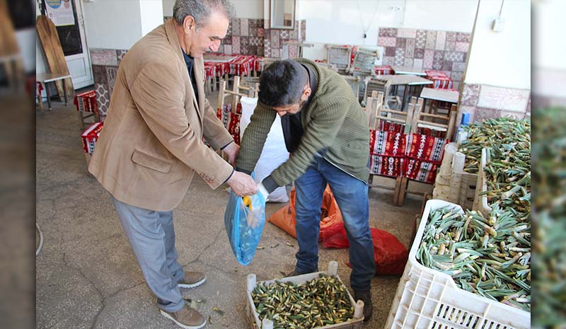 `Çiriş` otuna ilgi yüksek