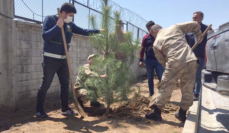 Jandarma bahçesine fidanlar dikildi