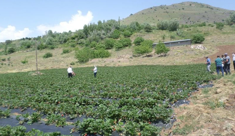 Kavurucu sıcaklarda çiftçilere önemli uyarı