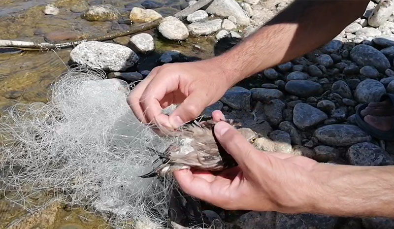 Ağa takılan kuşları, duyarlı vatandaş kurtardı