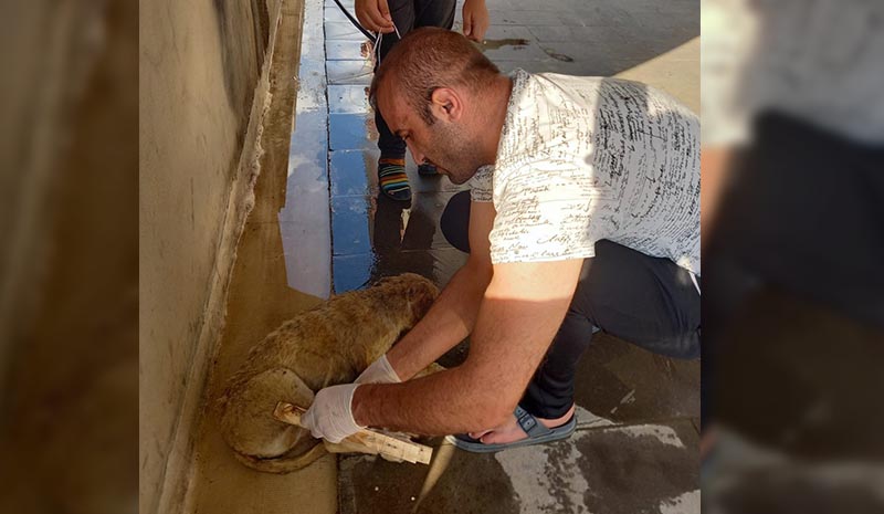 Ayağı kırılan köpeği vatandaşlar tedavi etti