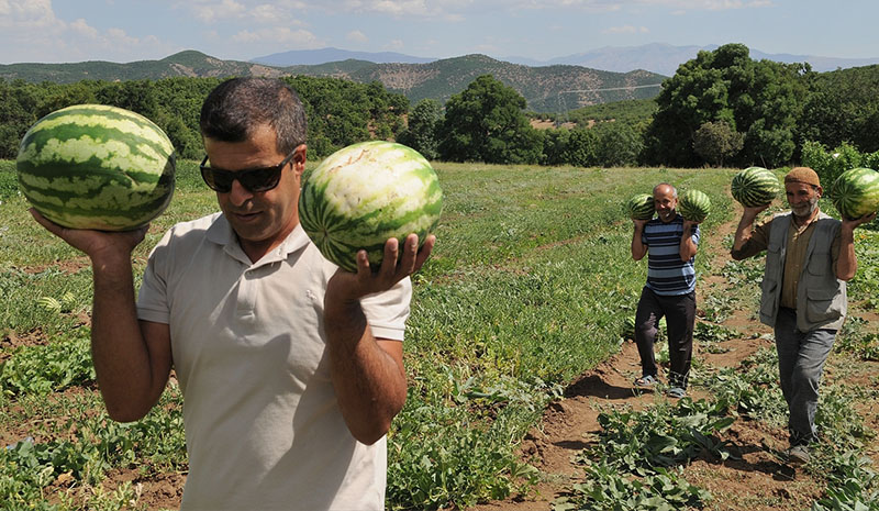 Atıl arazilerini canlandırdılar