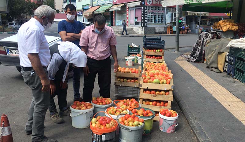 Guldar domatesine yoğun ilgi