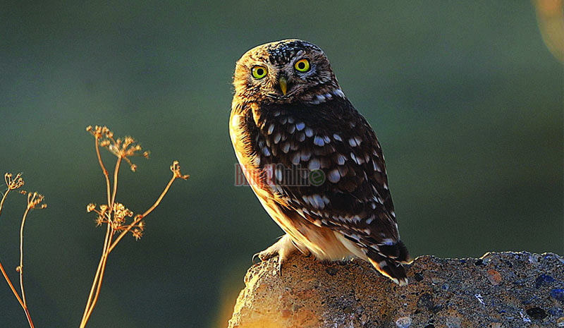 Athena türü Baykuş fotoğraflandı