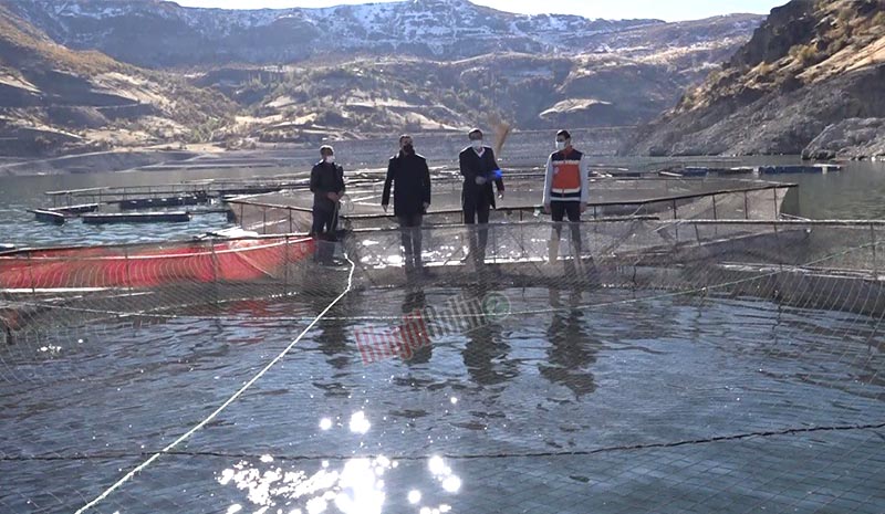 Kafeslerden 110 ton balık hasat edildi