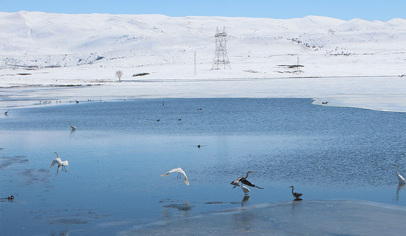 Kale Göleti, balıkçıl kuşların uğrak yeri oldu