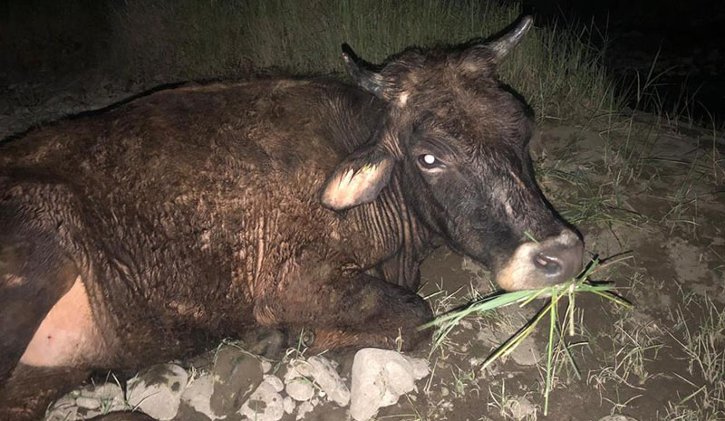 Çamura saplanan inek kurtarıldı