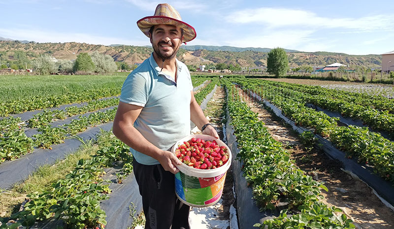 Çilek Hasadı Başladı