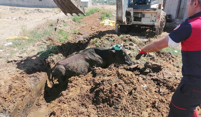 Çamura saplanan ineği itfaiye ekipleri kurtardı