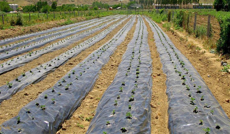 Çiftçilere hibeli çilek fidesi dağıtıldı