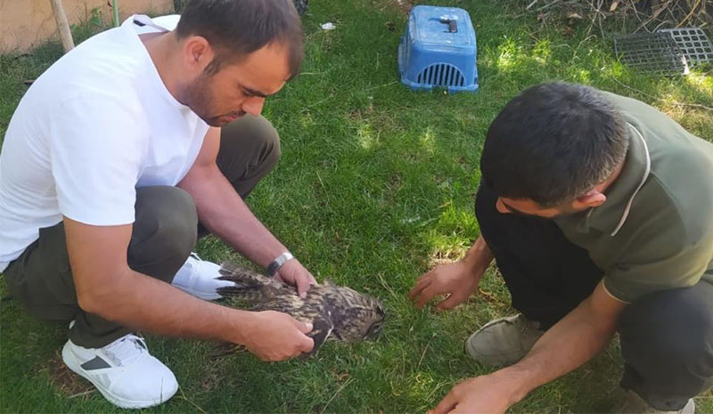 Kulaklı Orman Baykuş`u tedavi altına alındı