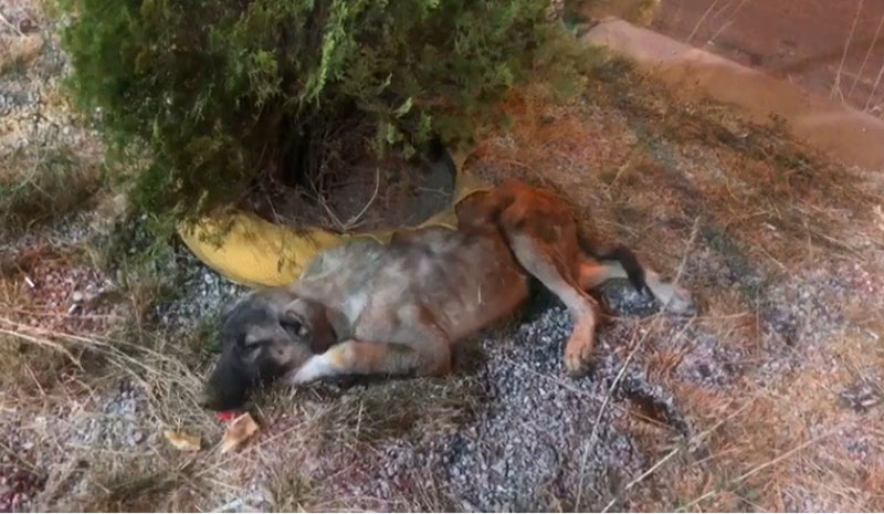 Bitkin halde bulunan köpek tedavi altına alındı