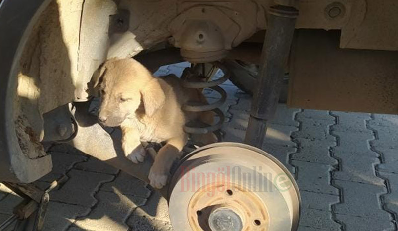 Otomobilin tekerine sıkışan yavru köpek kurtarıldı