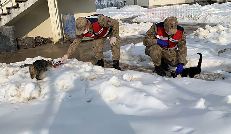 Jandarma sokak hayvanlarını elleriyle besledi