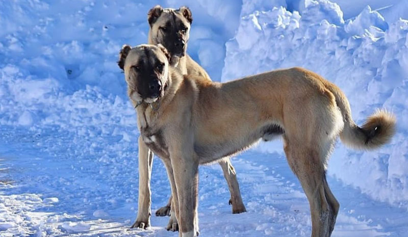 Çalınan Köpeklerini Bulana 5 Bin Lira Ödül Verecek