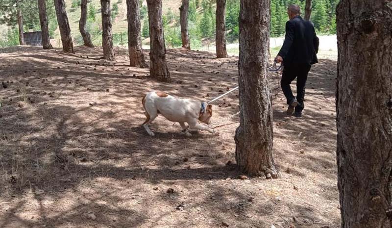 Başıboş pitbull, barınağa götürüldü