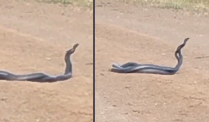 Yol üzerindeki yılanların dansı görüntülendi