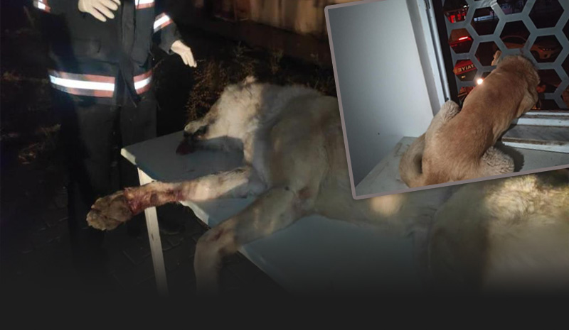 Kafası demir korkuluklara sıkışan köpek kurtarıldı