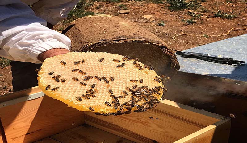 Bingöl balı, AB nezdinde ilk tescilli balı olacak!