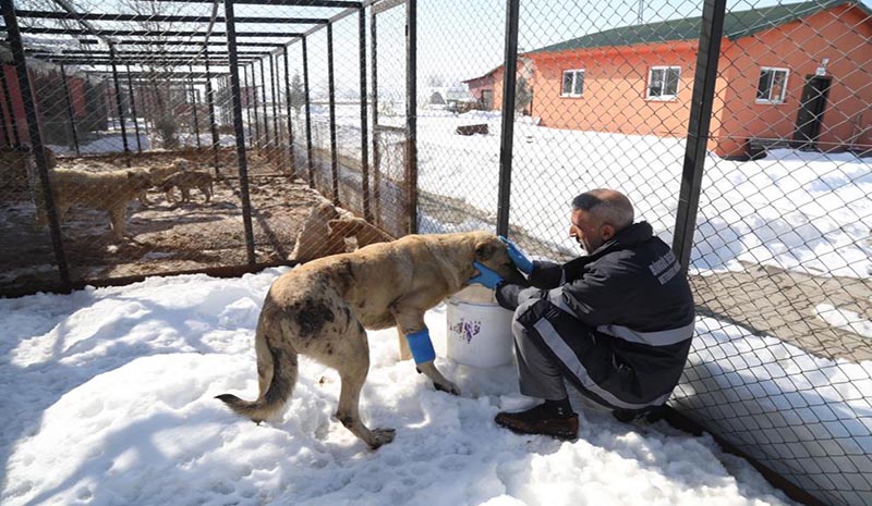 Hasta ve yaralı köpek, bakımevinde tedavi altına alındı