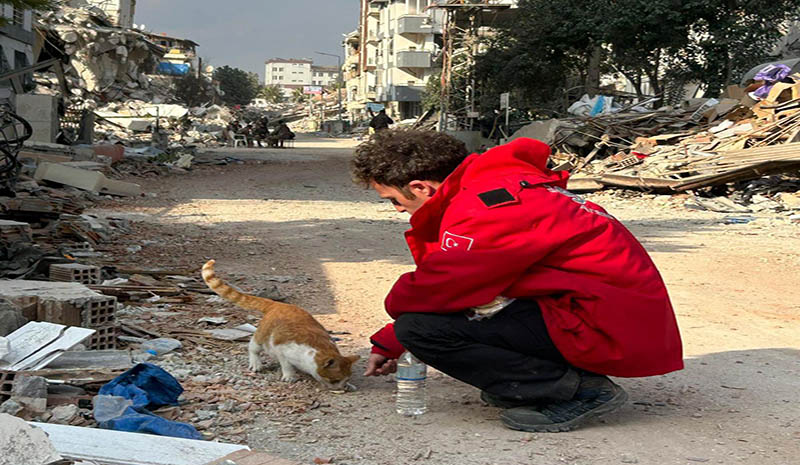 SAR ekibi, evcil hayvanlar için çalışma yapıyor