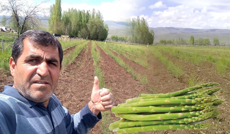 Bir daldan kuşkonmaz tarlası kurdu