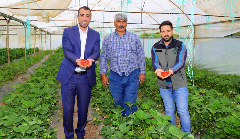 Bingöl Çileğinde Hasat Zamanı