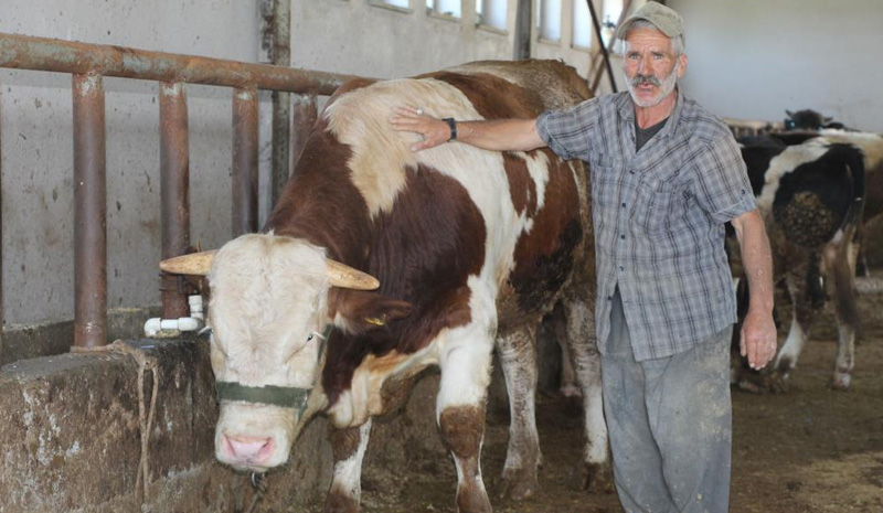 Kurban pazarındaki 1 tonluk `Şövalye` alıcısını bekliyor