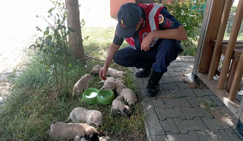 Bingöl`de Jandarma anne ve 9 yavru köpeği kurtardı