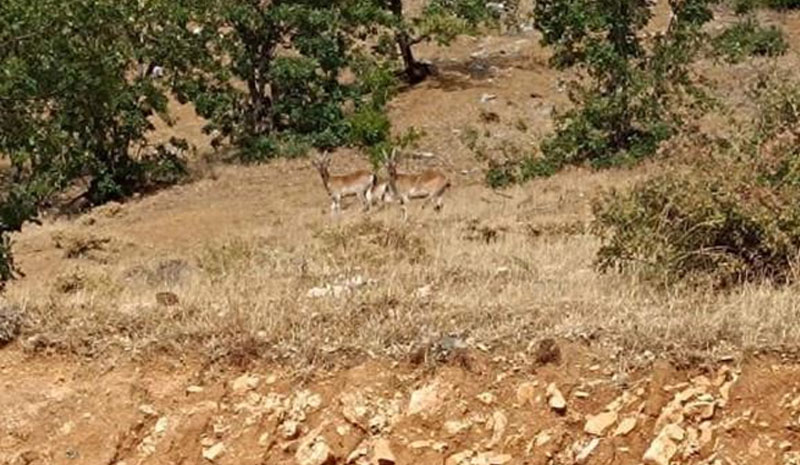 Sarım Çayında yaban keçileri görüntülendi