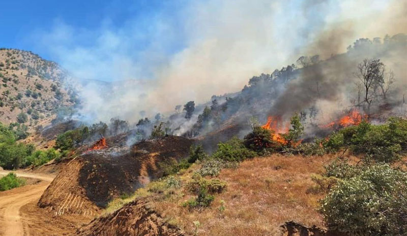 Bingöl`de orman yangını! İki ilçede ekipler seferber oldu