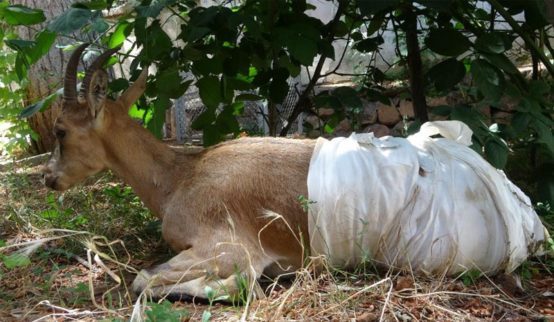 Bingöl`de Jandarmanın bulduğu yaralı dağ keçisi tedavi edildi, koruma altına alındı