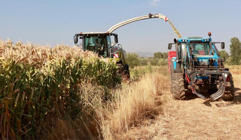 Devlet desteğiyle çiftçinin masrafı azaldı, silajlık mısır üretimi 128 bin tona ulaştı