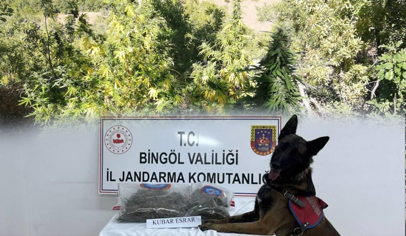 Bingöl`de uyuşturucu operasyonu